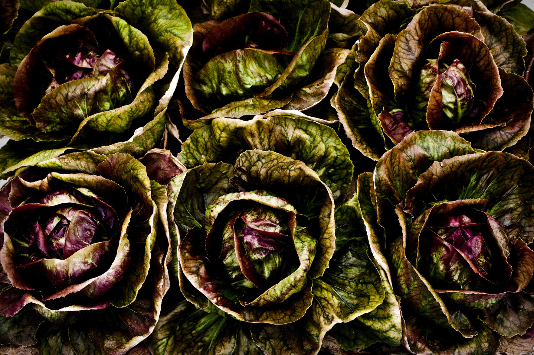Picture perfect radicchio